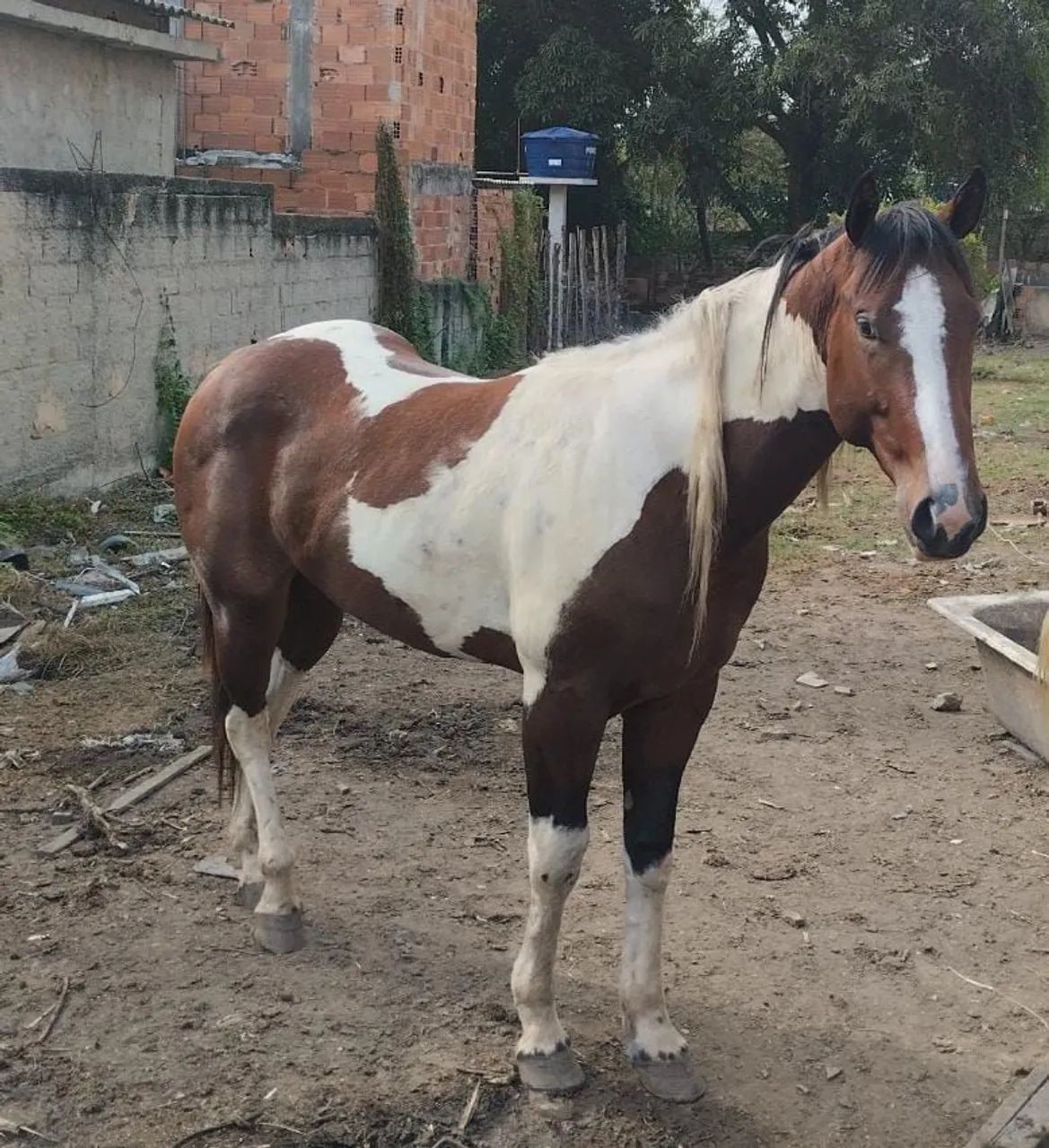 Cavalo. Vendo ou troco! QM  - Foto 2