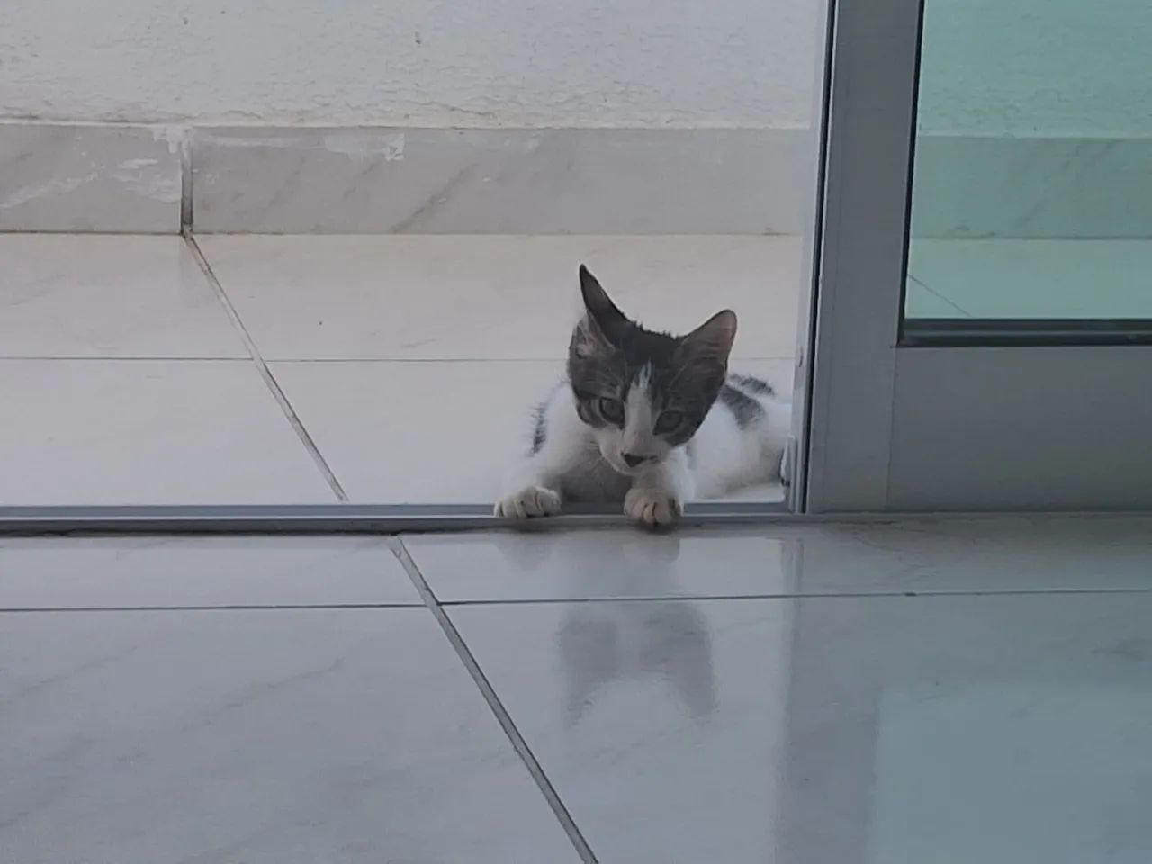 Adoção de gato