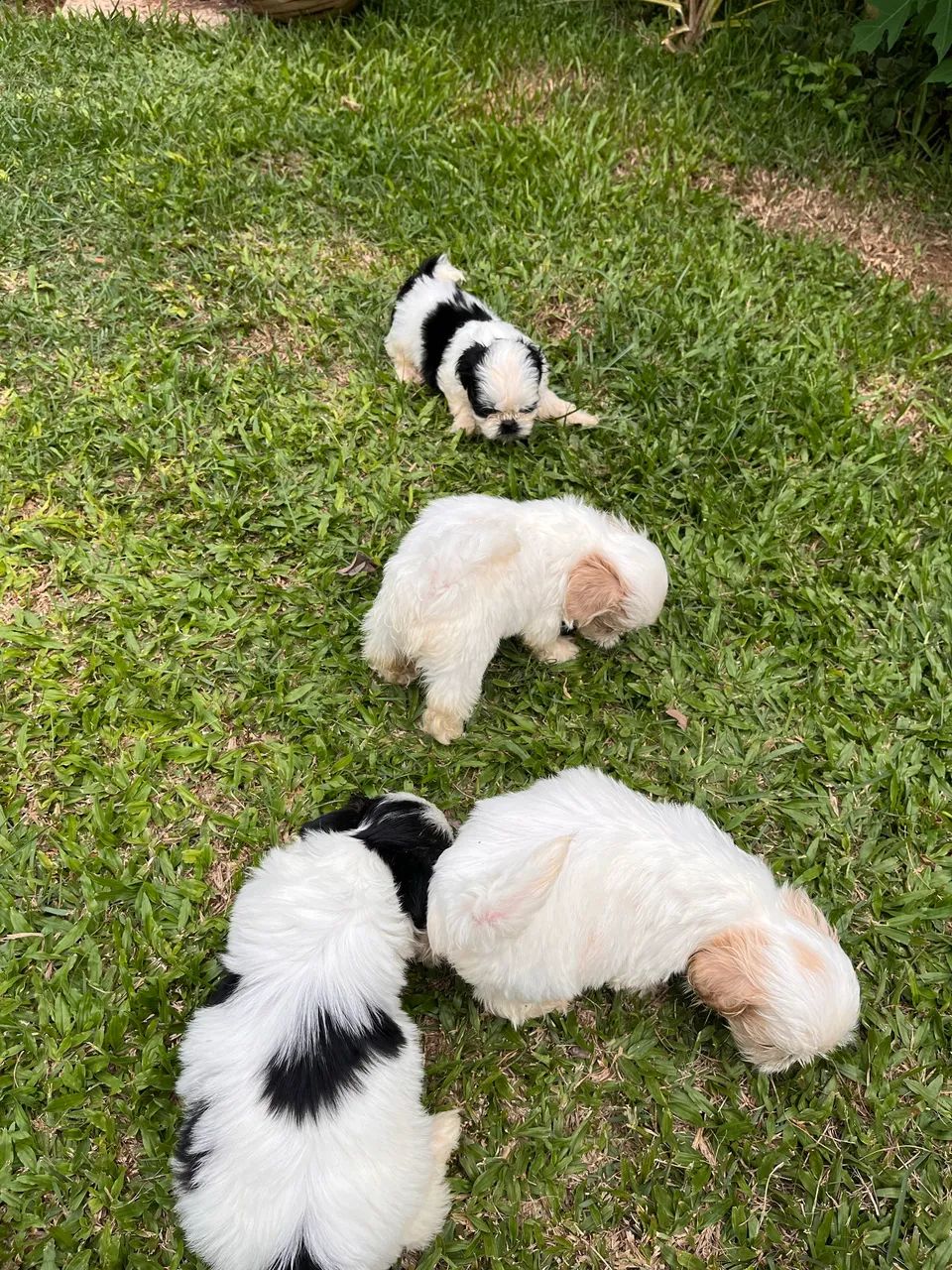 Shih tzu - Foto 4