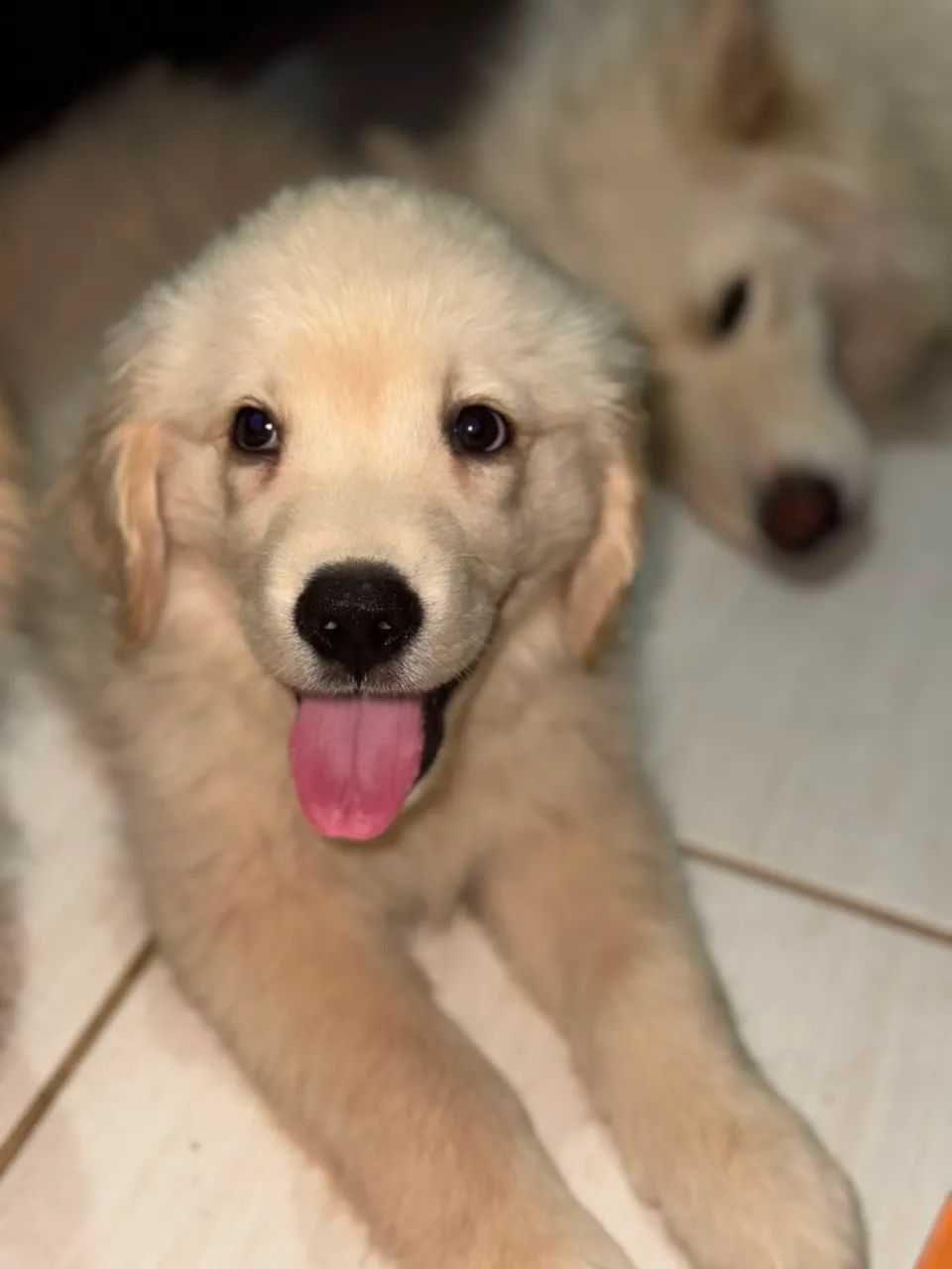 Golden Retriever  - Foto 2