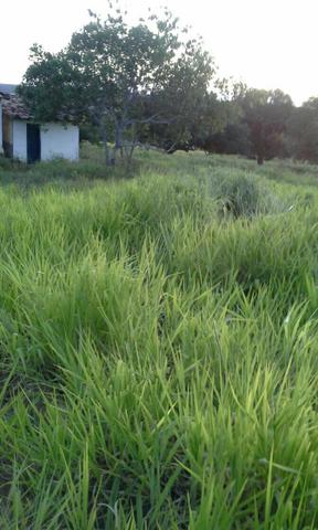 Fazenda em Ribeira do Pombal - Foto 14