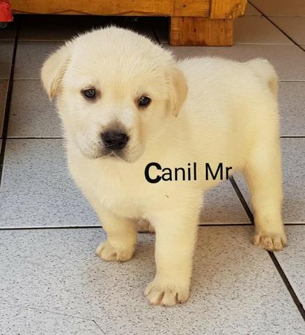 Labrador Pedigree e garantia em contrato - Lindos filhotes - Foto 4