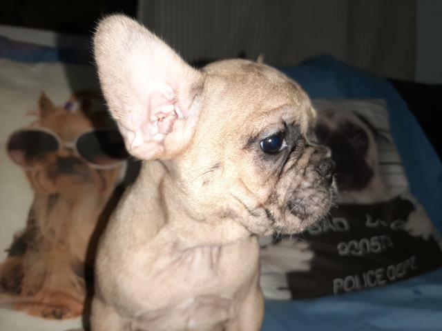 Buldogue francês - Foto 5