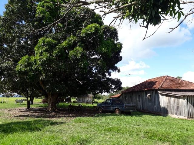 Fazenda Terra de cultura em Arenapolis - Foto 19