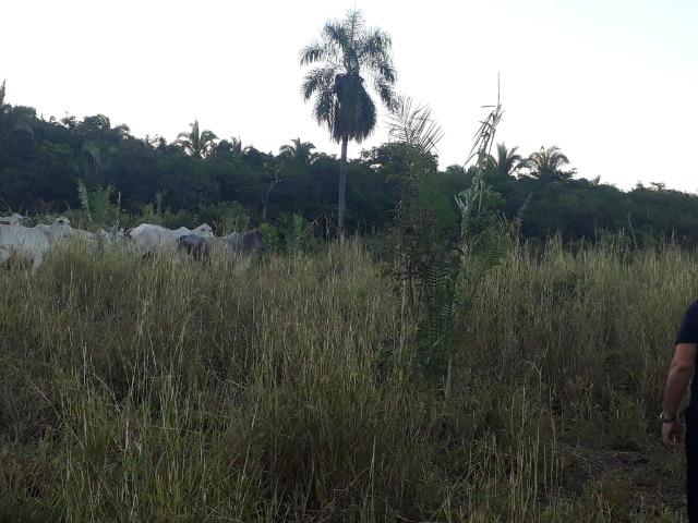 Chácara em Acorizal 38,2 hectares - Foto 12
