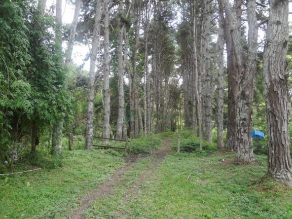 Sitio com 780.000 m² por R$ 1.150.000 - Ponte Nova - Teresópolis/RJ - Foto 4