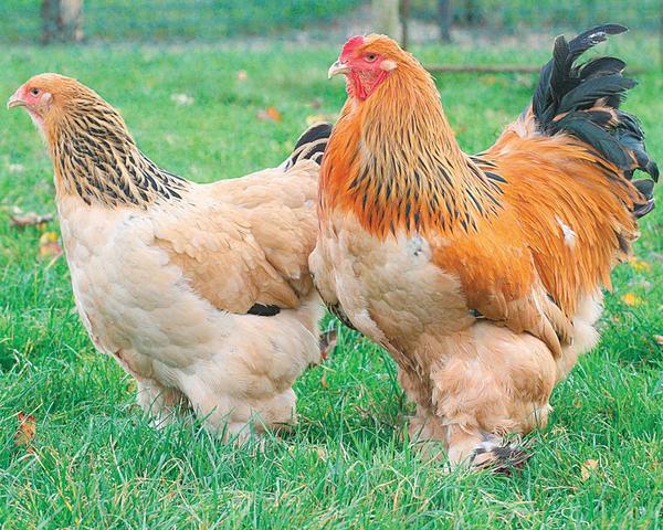 Ração crescimento para aves 25 kg