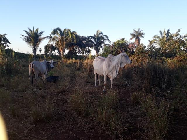 Chácara em Acorizal 38,2 hectares - Foto 15