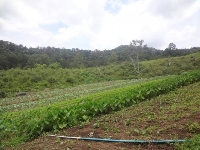 Sitio com 780.000 m² por R$ 1.150.000 - Ponte Nova - Teresópolis/RJ - Foto 17