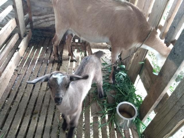 Cabras - Foto 5