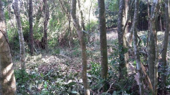 Terreno residencial à venda, Três Córregos, Teresópolis. - Foto 17