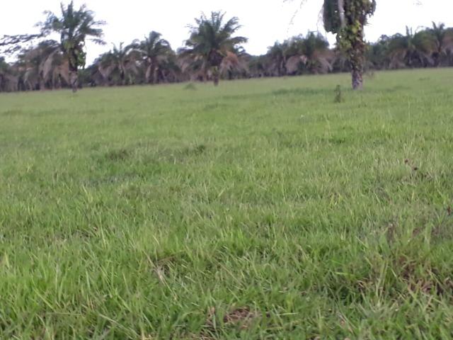 Fazenda Terra de cultura em Arenapolis - Foto 2