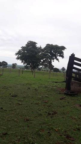 80 Alq. Pra Cana Boa De Água Bem Montada Quirinópolis GO - Foto 8