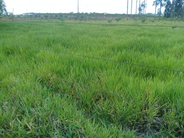 Chácara 08 hectares -próximo de C.Grande -Preço de 1.200.000 por 890.000 - Foto 3