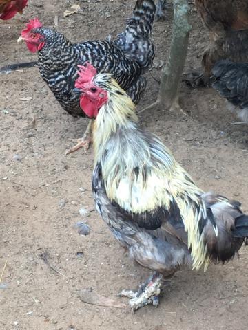 Vendo galinhas e galos 25 a 40