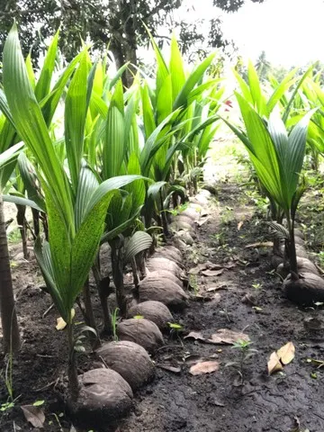 Mudas de coqueiro anão