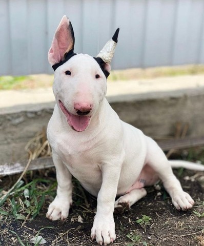 Bota Bull Terrier Bruce Verde Escuro em Promoção | Ofertas na Americanas