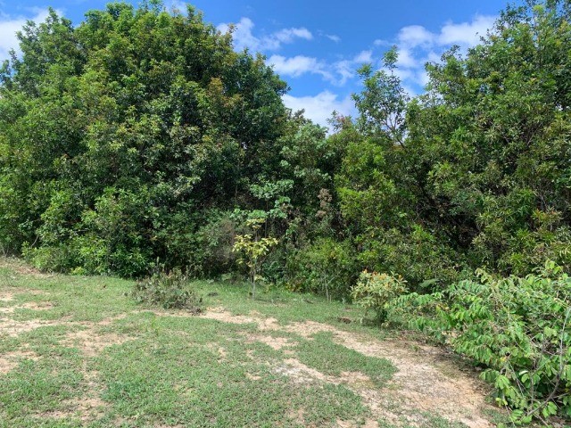 Chácaras de 20.000m² com nascente, Jaboticatubas(Temos varias opções). - Foto 5