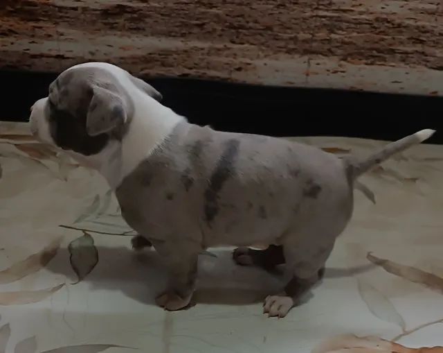 Pitbull Monsters  - Foto 4