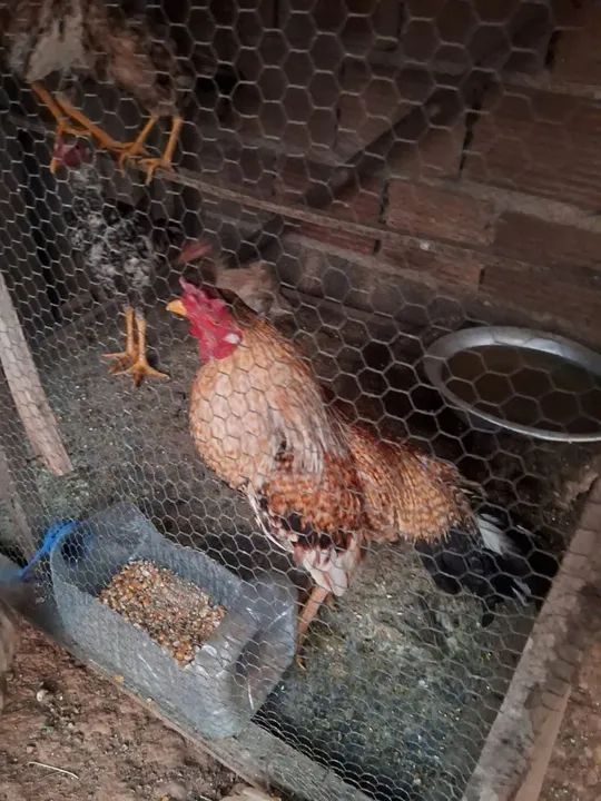 Galo caipira  - Foto 3