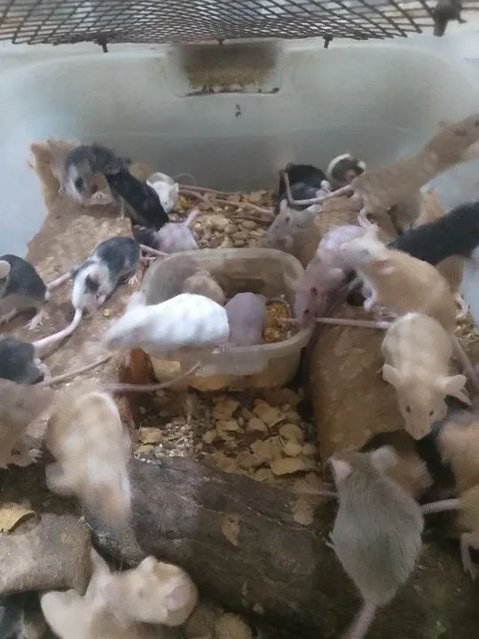 Vendo camundogo para alimentação  - Foto 3