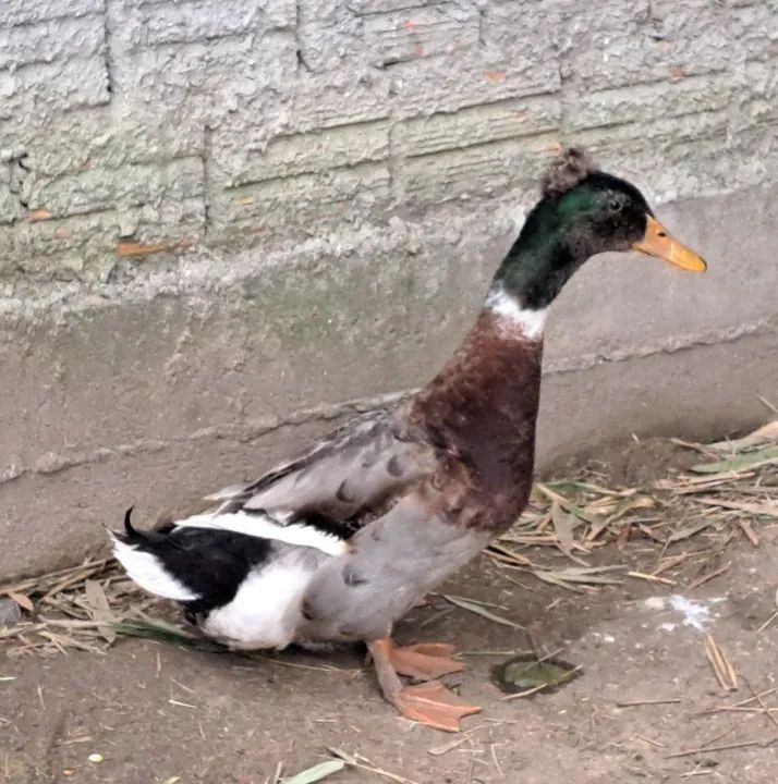  Vende-se Marrecos e Marrecas  - Foto 4