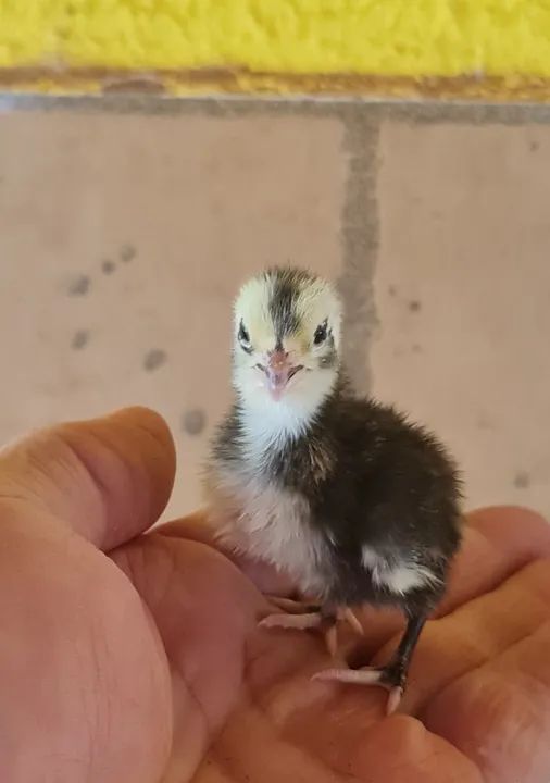 Pintinho de Codornas Gigantes 5 a 10 dias ja vacinados ...