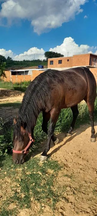 Cavalo Mangalarga Marchador com quarto de milha  - Foto 5