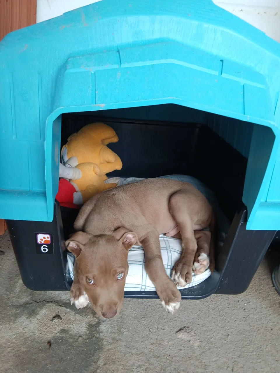 Filhote de Pitbull Adorável