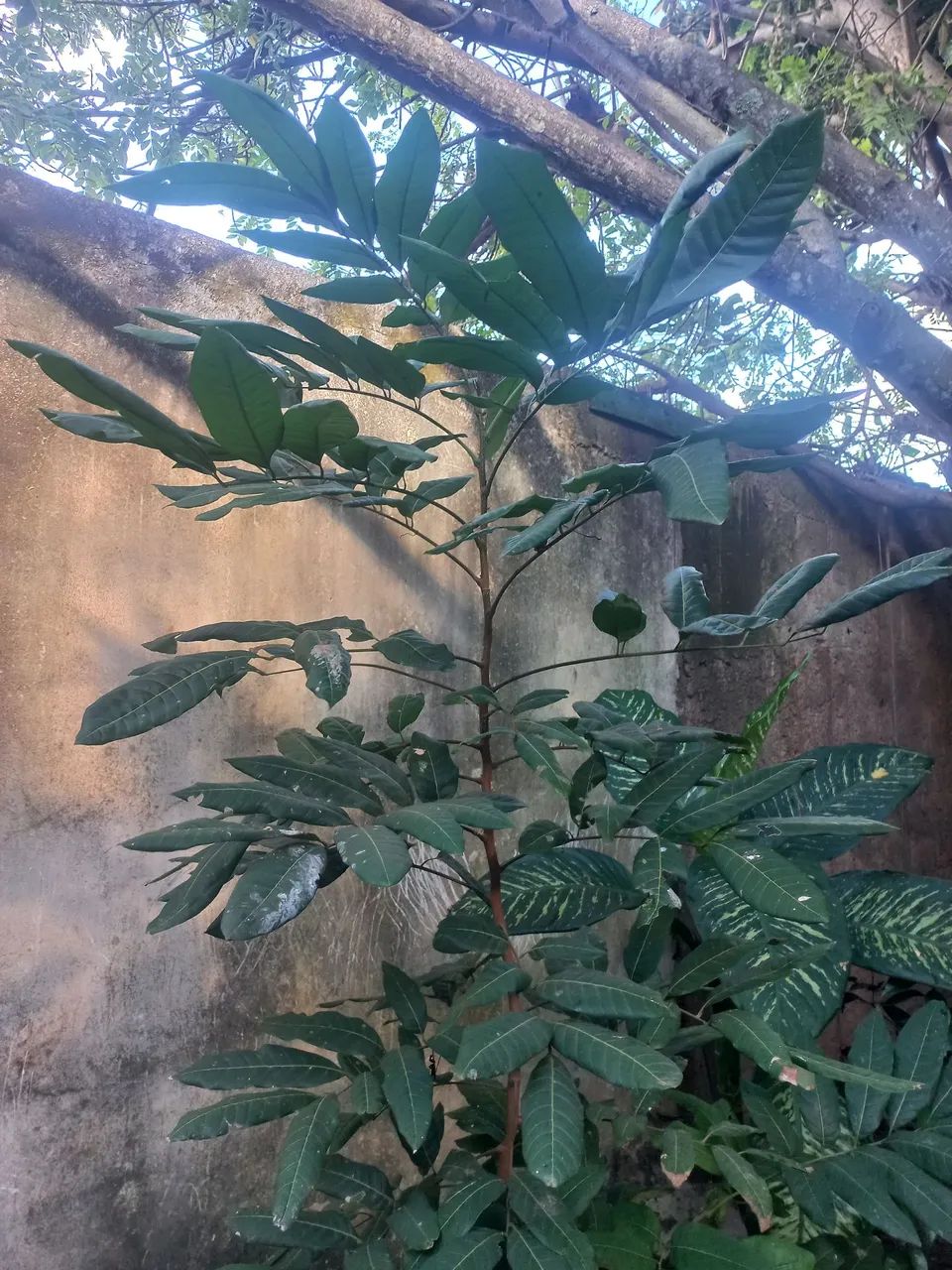 Longan árvore frutífera com 1,5m  está no vaso retirar em sobradinho  - Foto 3