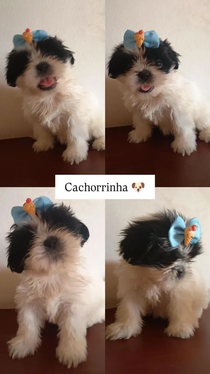 Shih Tzu Filhotes