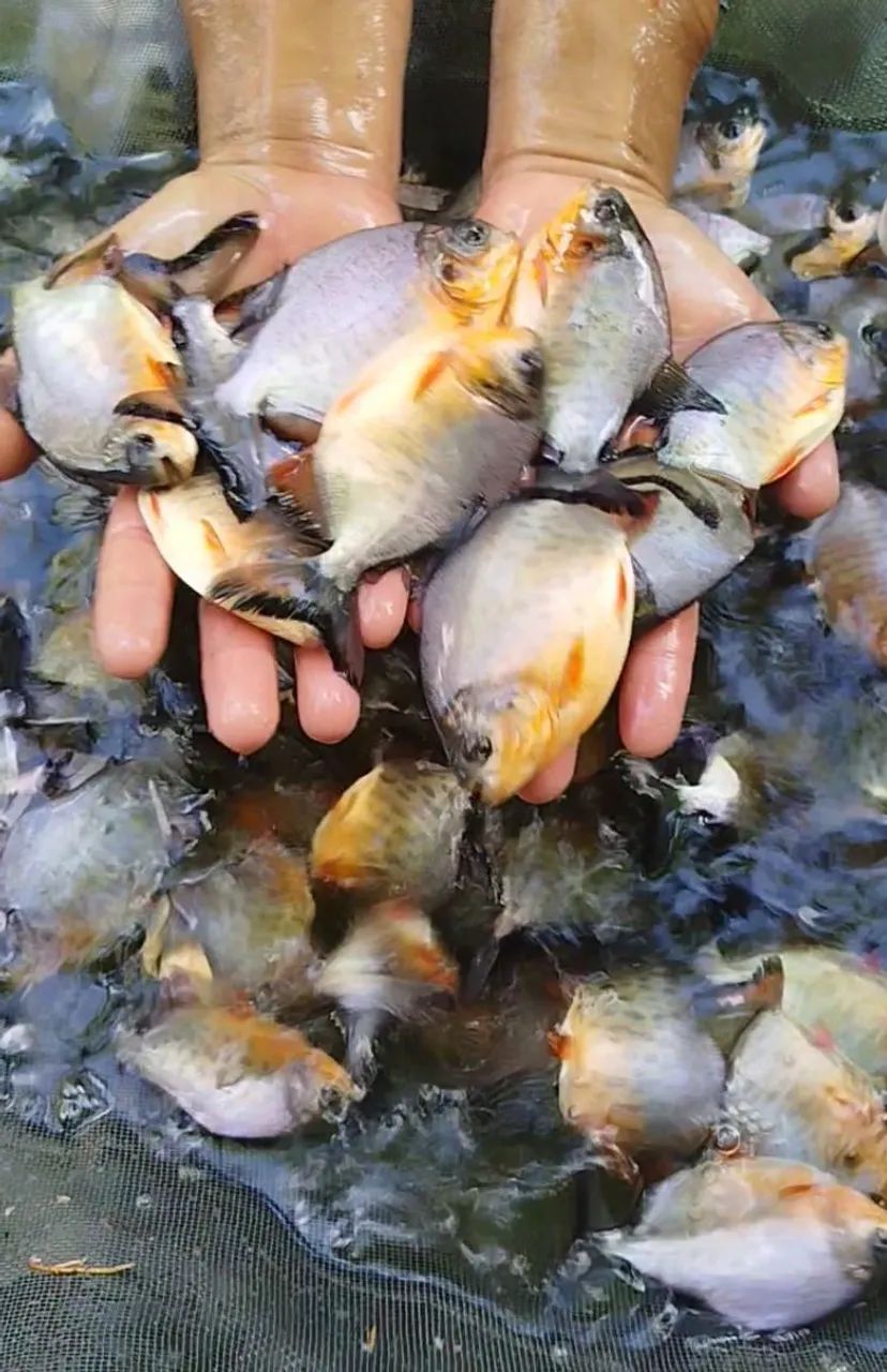 Pacu Caranha o melhor 