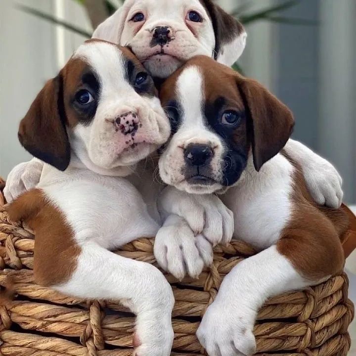 Boxer filhotes 