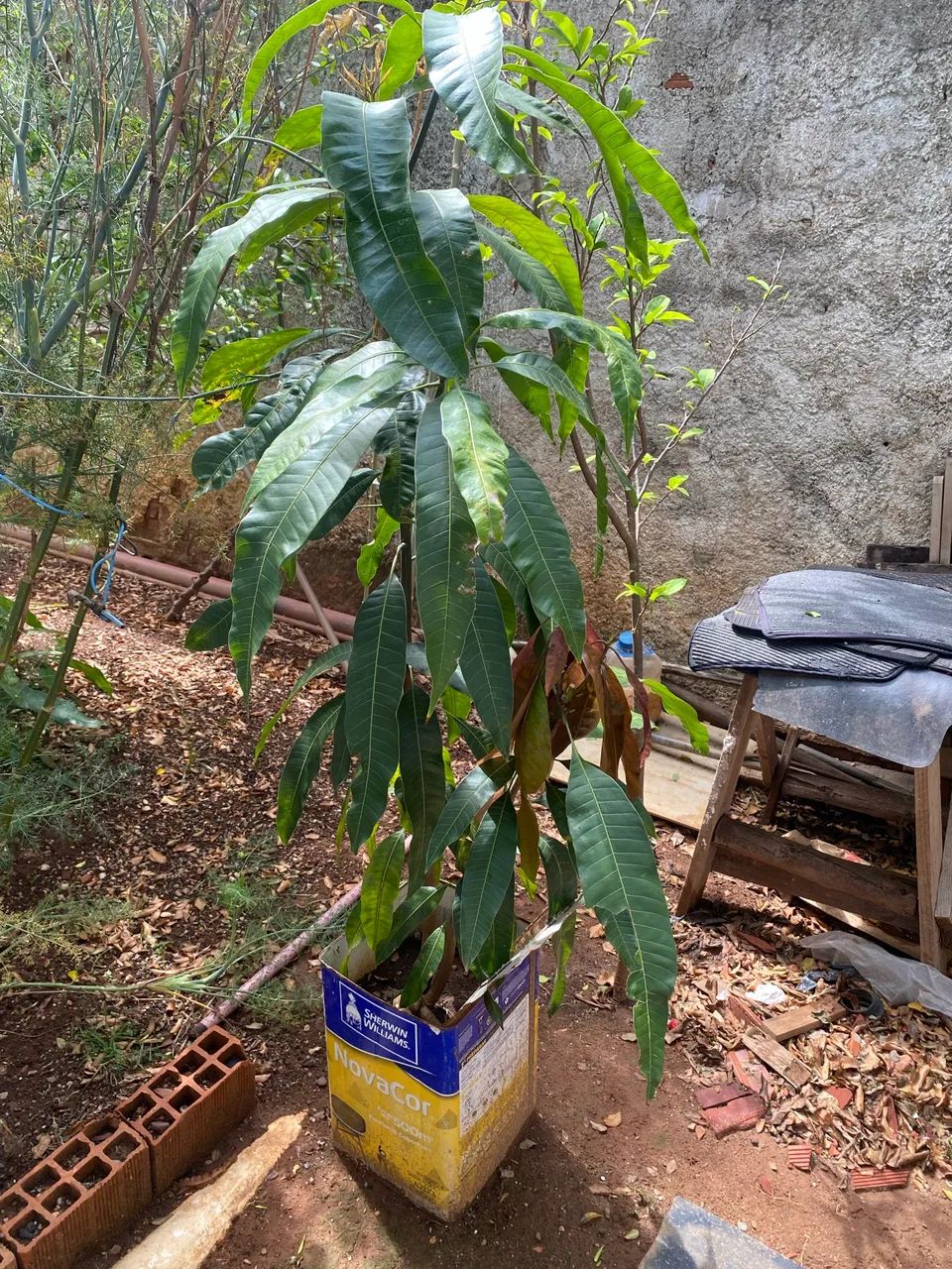 Mudas de manga e acerola 