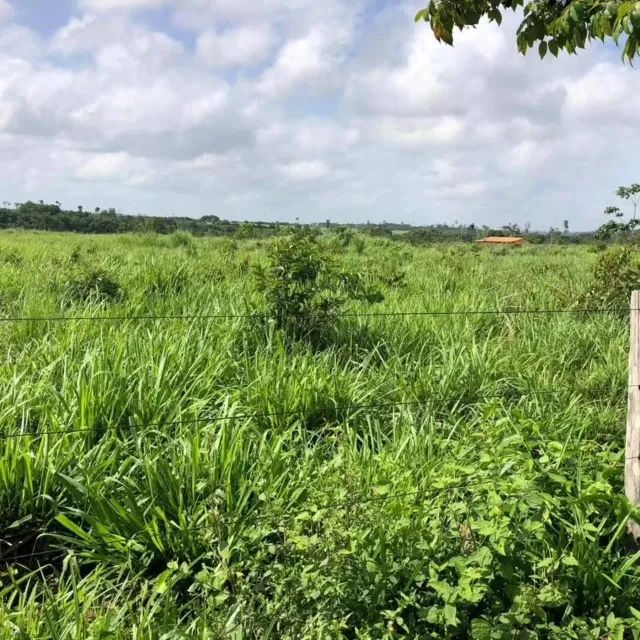 575  hectares dupla aptidão em Tailândia Pará documentada - Foto 3