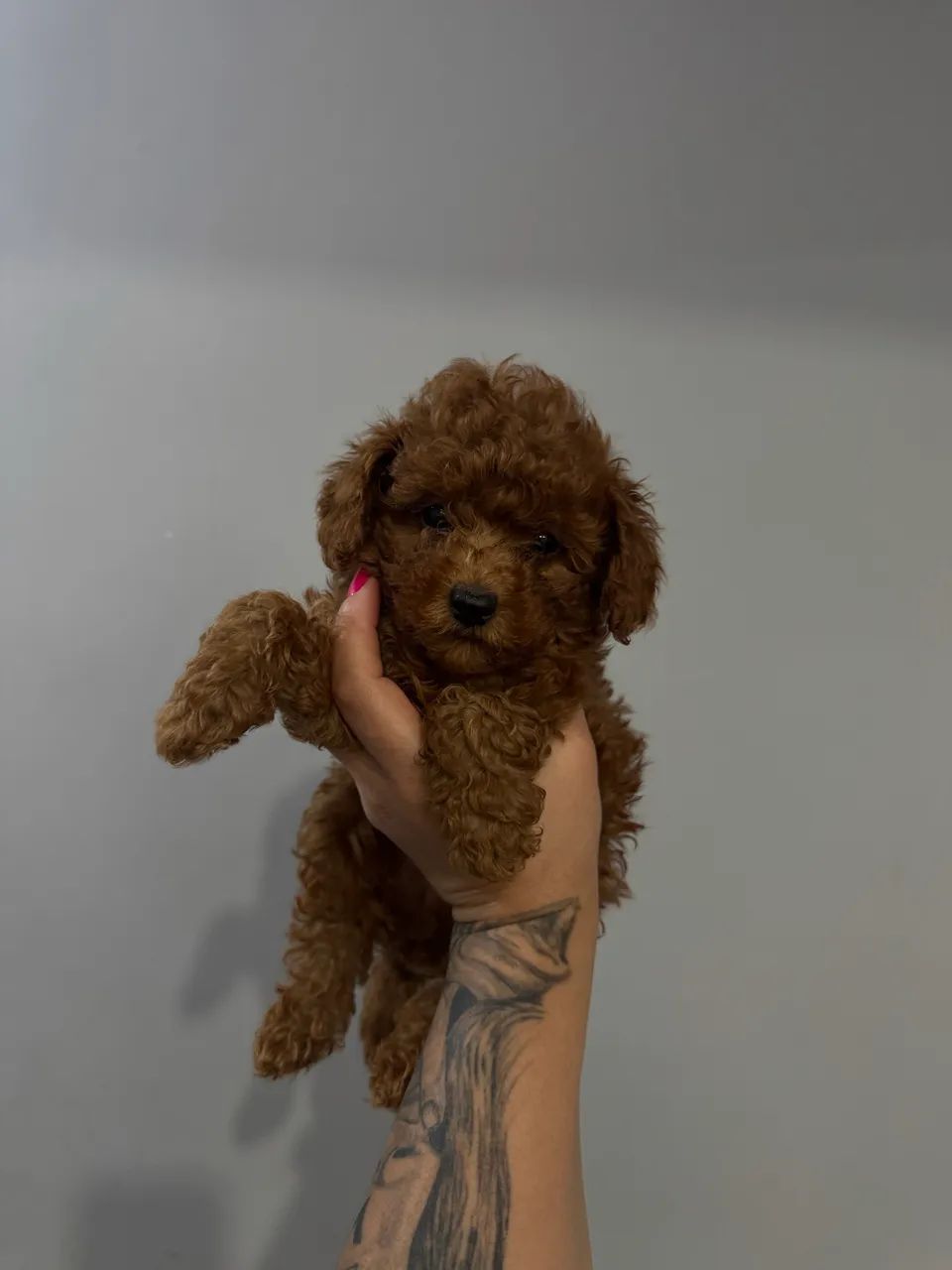 Poodle Toy Red/Black Mini - Lindo e Carinhoso! - Foto 3