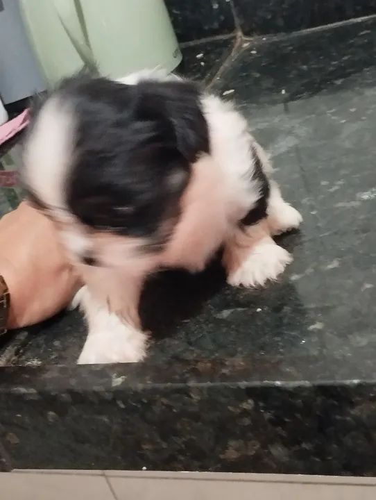 Filhote de Shitzu  - Foto 2