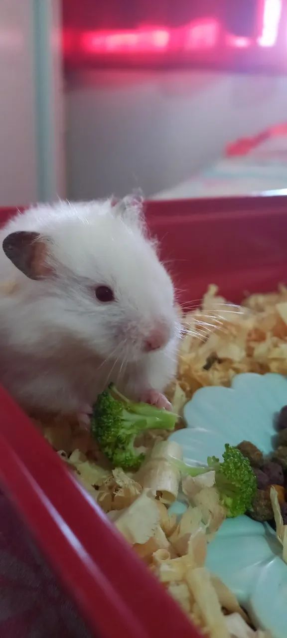 URGENTE: Doação de Hamister  - Foto 2