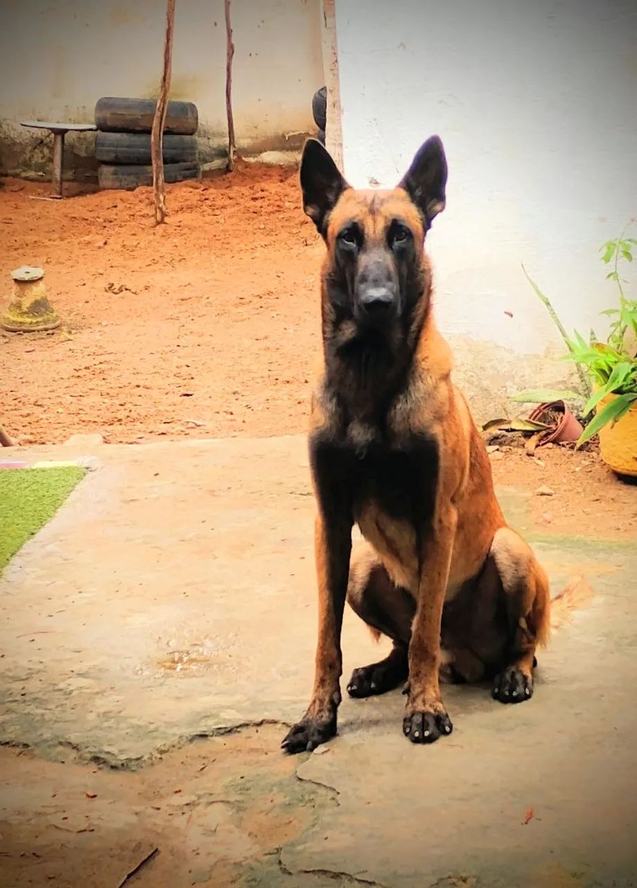 Cão Belga de Malinois para CRUZAR - Foto 3