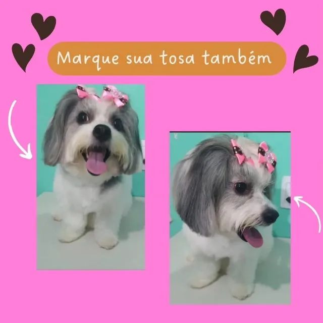 Tosa e banho em domicílio - Foto 3