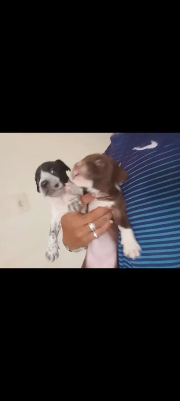 Filhotes Pitbull - Foto 5