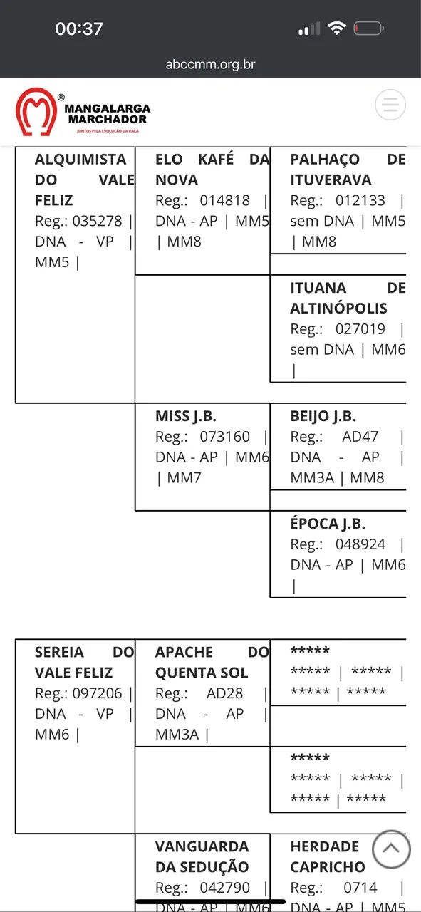 Égua mangalarga Extra - Foto 5