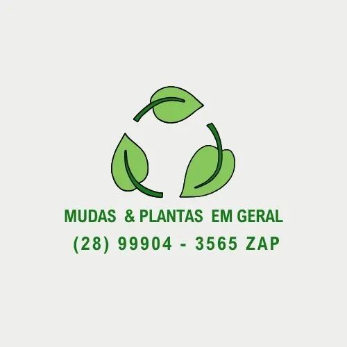 Muda Maracujá Mamão Papaya Capixaba Pimenta Pimentão Raquel F1 Sob Encomenda - Foto 4