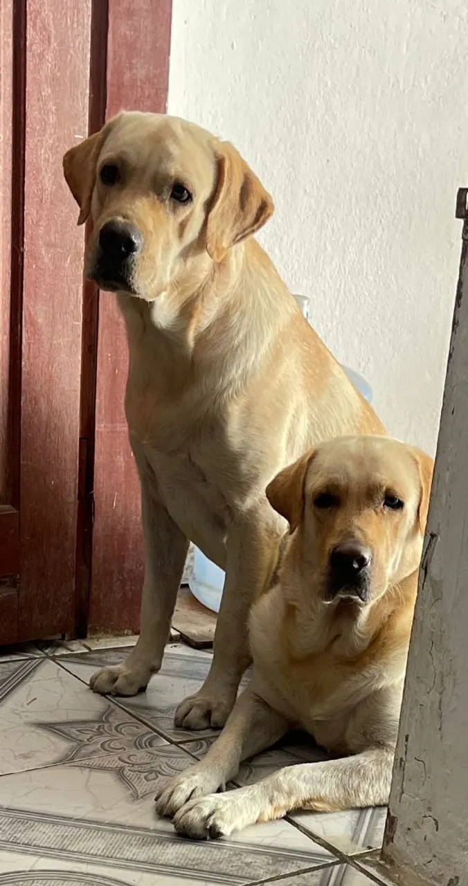 Filhotes de Labrador Disponíveis