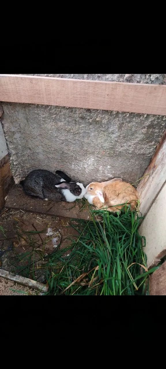 Coelhos filhotes gigante de flandres 