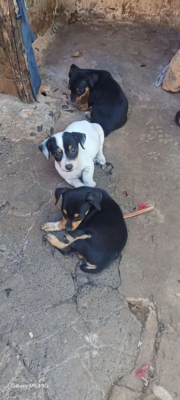 Cachorro pincher número 2  - Foto 2