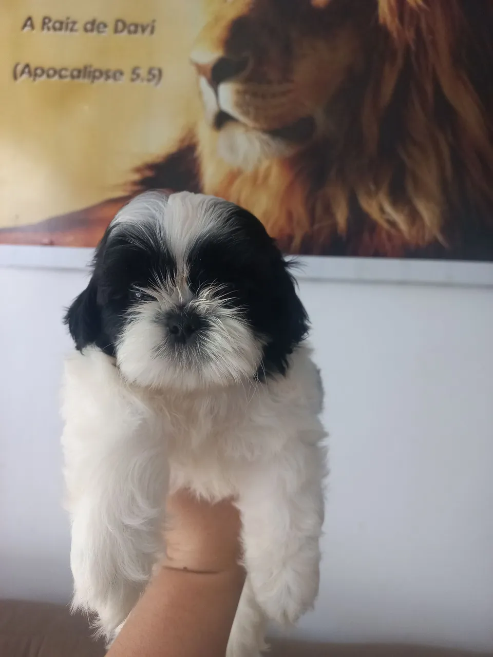 Filhote de Shih Tzu