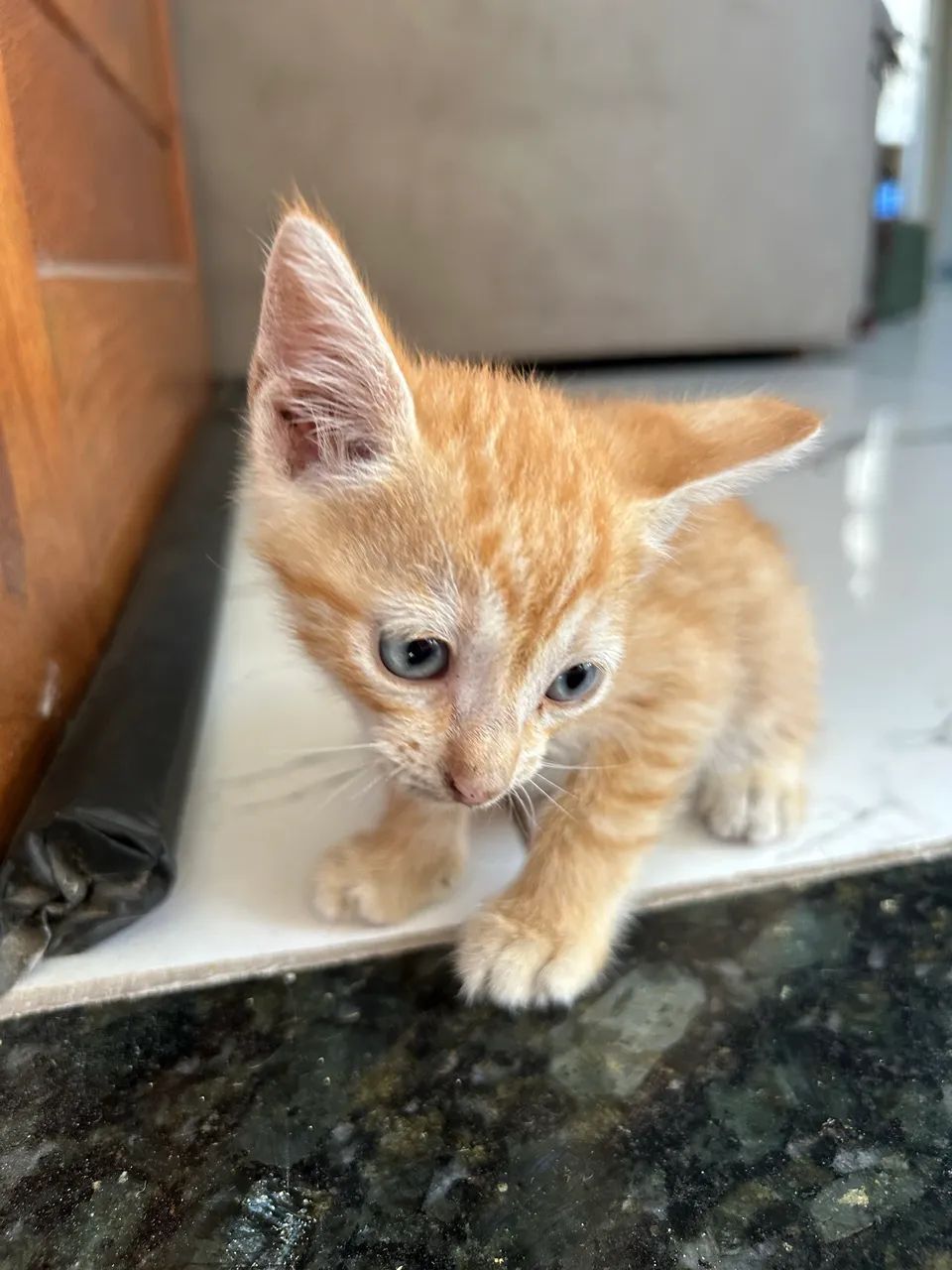 Gatos filhotes para adoção  - Foto 2