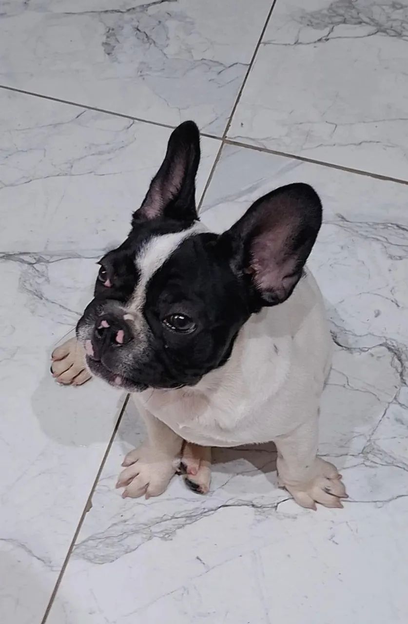 Filhote de Bulldog Francês - Foto 4