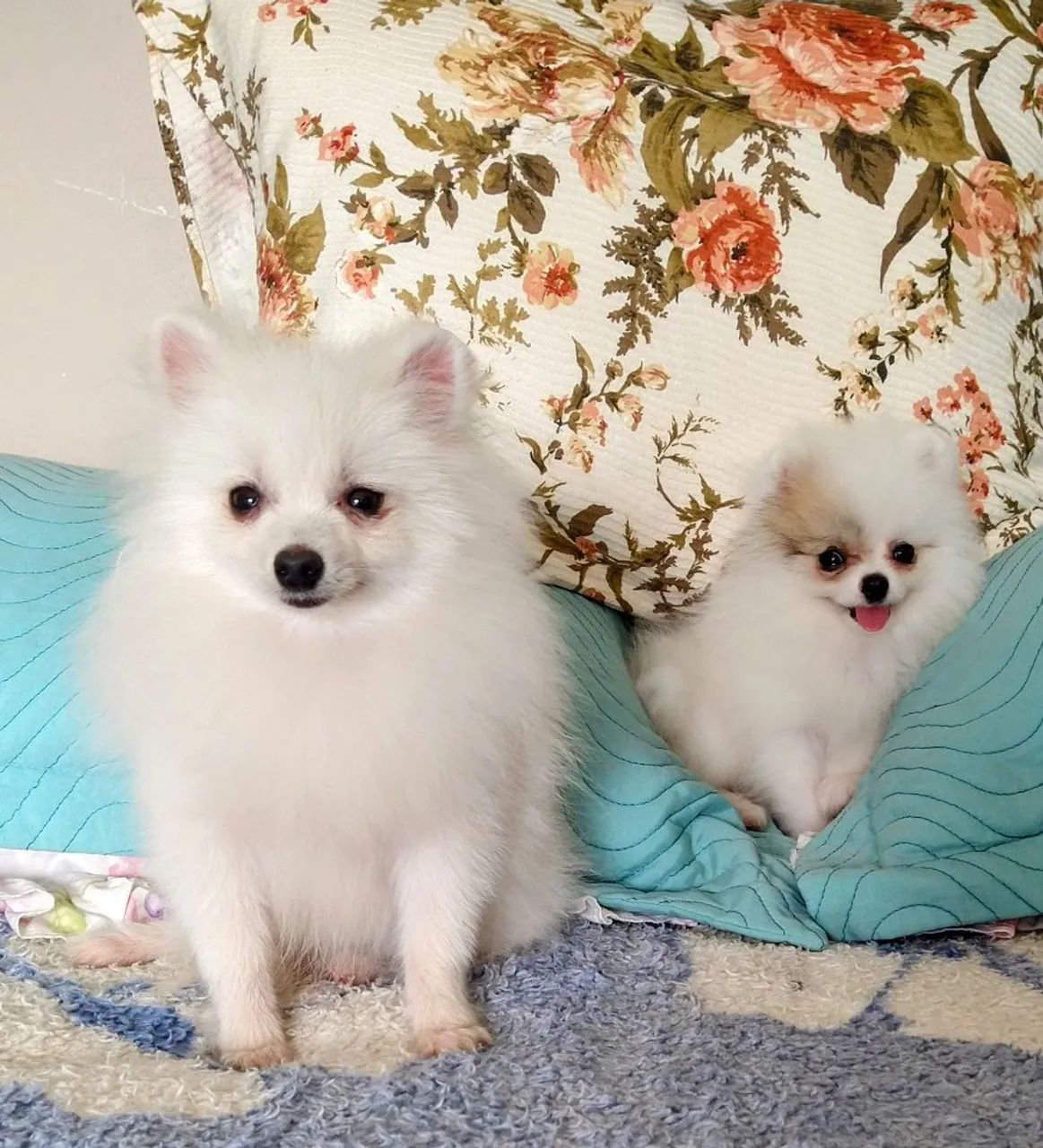 Spitz alemão machos 3 meses e 9 meses 